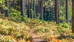 Jezioro Wesołek i puszcza Piska - zdjęcie 40