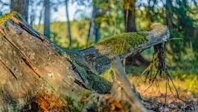 Jezioro Wesołek i puszcza Piska - zdjęcie 34