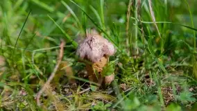 Nie-Sezon grzybowy na Mazurach dobiega do końca - zdjęcie 22