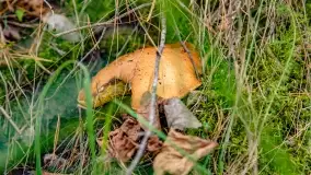 Nie-Sezon grzybowy na Mazurach dobiega do końca - zdjęcie 13