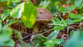 Nie-Sezon grzybowy na Mazurach dobiega do końca - zdjęcie 25