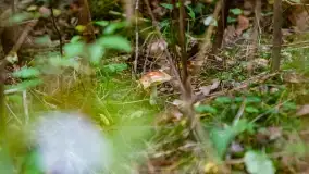 Nie-Sezon grzybowy na Mazurach dobiega do końca - zdjęcie 12