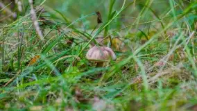 Nie-Sezon grzybowy na Mazurach dobiega do końca - zdjęcie 29