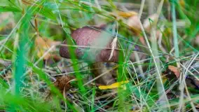 Nie-Sezon grzybowy na Mazurach dobiega do końca - zdjęcie 30