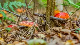 Nie-Sezon grzybowy na Mazurach dobiega do końca - zdjęcie 73