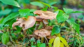 Nie-Sezon grzybowy na Mazurach dobiega do końca - zdjęcie 40