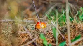 Nie-Sezon grzybowy na Mazurach dobiega do końca - zdjęcie 66