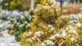 Pierwszy śnieg już za nami... Bocianie Gniazdo w Rynie - zdjęcie 9