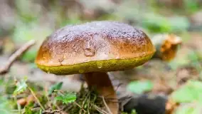 Mazury i grzyby... piękne połączenie - zdjęcie 21