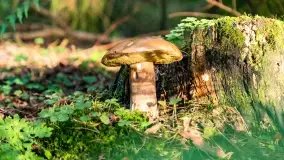 Mazury i grzyby... piękne połączenie - zdjęcie 7