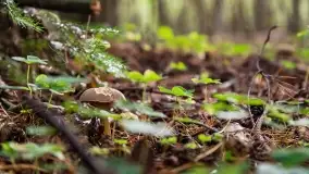 Mazury i grzyby... piękne połączenie - zdjęcie 10