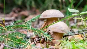 Mazury i grzyby... piękne połączenie - zdjęcie 19