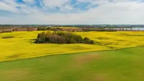 Rzepakowe pola, przypominamy żółty kolor Mazur - zdjęcie 21