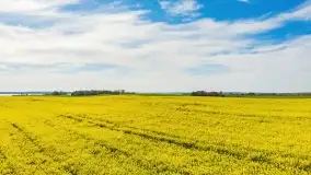 Rzepakowe pola, przypominamy żółty kolor Mazur - zdjęcie 33