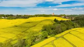 Rzepakowe pola, przypominamy żółty kolor Mazur - zdjęcie 14