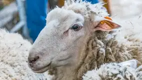 Fotorelacja - I Redyk Mazurski, Sołdany 2022 - zdjęcie 11