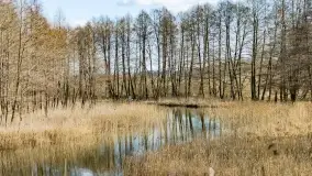 Mazurski las u progu wiosny, marzec 2020 - zdjęcie 13