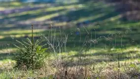 Mazurski las u progu wiosny, marzec 2020 - zdjęcie 5