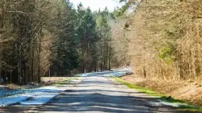 Mazurski las u progu wiosny, marzec 2020 - zdjęcie 30