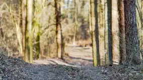 Mazurski las u progu wiosny, marzec 2020 - zdjęcie 12