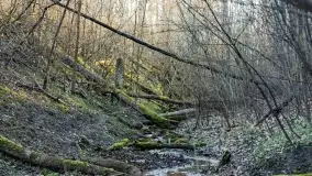 Mazurski las u progu wiosny, marzec 2020 - zdjęcie 23