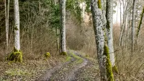 Mazurski las u progu wiosny, marzec 2020 - zdjęcie 47