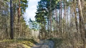 Mazurski las u progu wiosny, marzec 2020 - zdjęcie 45