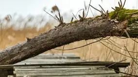 Przedwiośnie na mazurskich polach i łąkach, marzec 2021 - zdjęcie 32