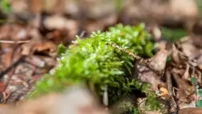 Przedwiośnie na mazurskich polach i łąkach, marzec 2021 - zdjęcie 17