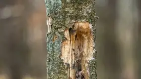 Przedwiośnie na mazurskich polach i łąkach, marzec 2021 - zdjęcie 39