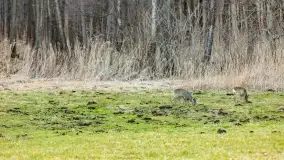 Przedwiośnie na mazurskich polach i łąkach, marzec 2021 - zdjęcie 61