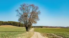 Początki wiosny 2022, leśne krajobrazy - zdjęcie 49