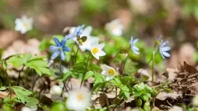 Początki wiosny 2022, leśne krajobrazy - zdjęcie 21