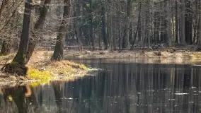 Początki wiosny 2022, leśne krajobrazy - zdjęcie 5