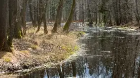 Początki wiosny 2022, leśne krajobrazy - zdjęcie 44