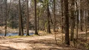 Początki wiosny 2022, leśne krajobrazy - zdjęcie 25