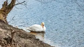 Początki wiosny 2022, leśne krajobrazy - zdjęcie 38