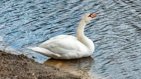 Początki wiosny 2022, leśne krajobrazy - zdjęcie 3