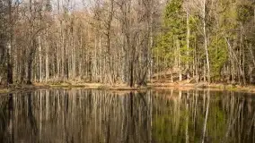 Początki wiosny 2022, leśne krajobrazy - zdjęcie 45