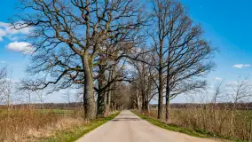 Wiosenny las przy Sztynorcie, kwiecień 2022 - zdjęcie 6