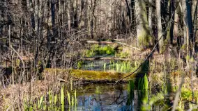 Wiosenny las przy Sztynorcie, kwiecień 2022 - zdjęcie 31