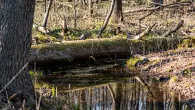 Wiosenny las przy Sztynorcie, kwiecień 2022 - zdjęcie 39