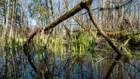 Wiosenny las przy Sztynorcie, kwiecień 2022 - zdjęcie 2