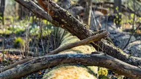 Wiosenny las przy Sztynorcie, kwiecień 2022 - zdjęcie 45