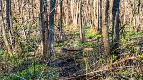 Wiosenny las przy Sztynorcie, kwiecień 2022 - zdjęcie 49