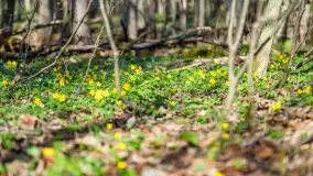 Wiosenny las przy Sztynorcie, kwiecień 2022 - zdjęcie 12