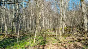 Wiosenny las przy Sztynorcie, kwiecień 2022 - zdjęcie 9