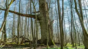 Wiosenny las przy Sztynorcie, kwiecień 2022 - zdjęcie 27