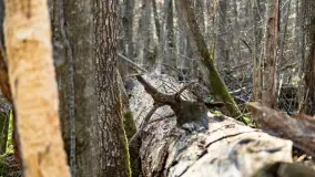 Wiosenny las przy Sztynorcie, kwiecień 2022 - zdjęcie 43