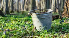 Wiosenny las przy Sztynorcie, kwiecień 2022 - zdjęcie 26